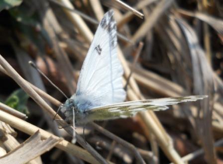 Determinazione farfalle